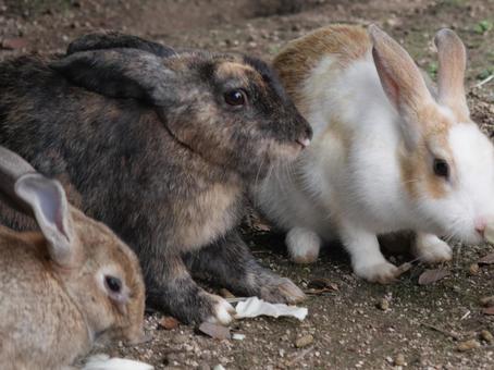 大久野島のウサギ 大久野島のウサギ ウサギ,かわいい,大久野島の写真素材