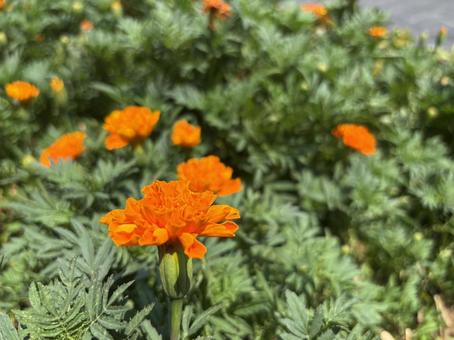 オレンジの花 花,オレンジ,鮮やかの写真素材