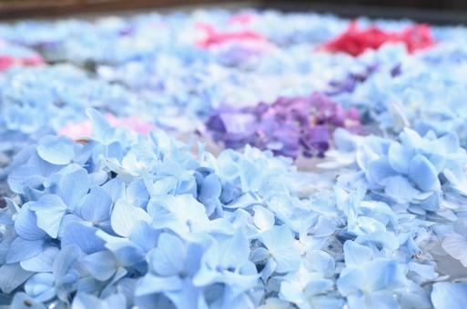 Flower Flowerの写真