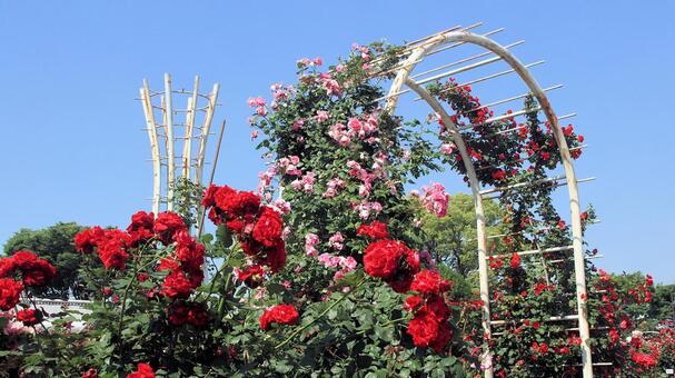 富士市中央公園　初夏の鮮やかな薔薇 薔薇,花,初夏の写真素材
