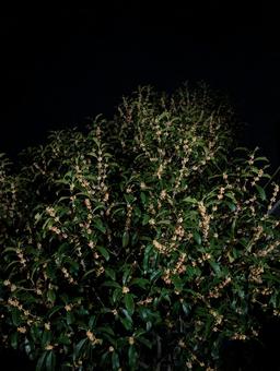 金木犀のライトアップ 夜空,暗闇,黒い空の写真素材