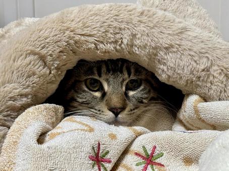 寝袋の中から見つめる猫 猫,キジトラ,虎猫の写真素材