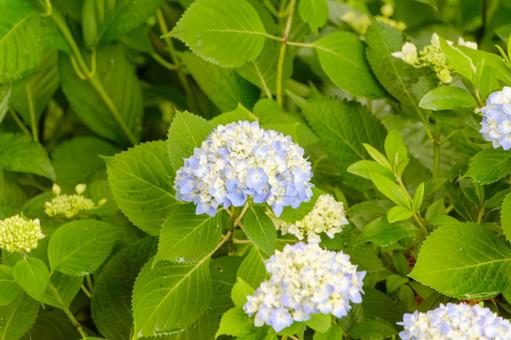 初夏に咲く紫陽花 初夏に咲く紫陽花の写真