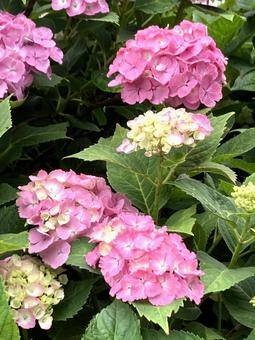 ピンクの美しい紫陽花 アップ ピンクの美しい紫陽花 アップ あじさい,ピンク,複数の写真素材
