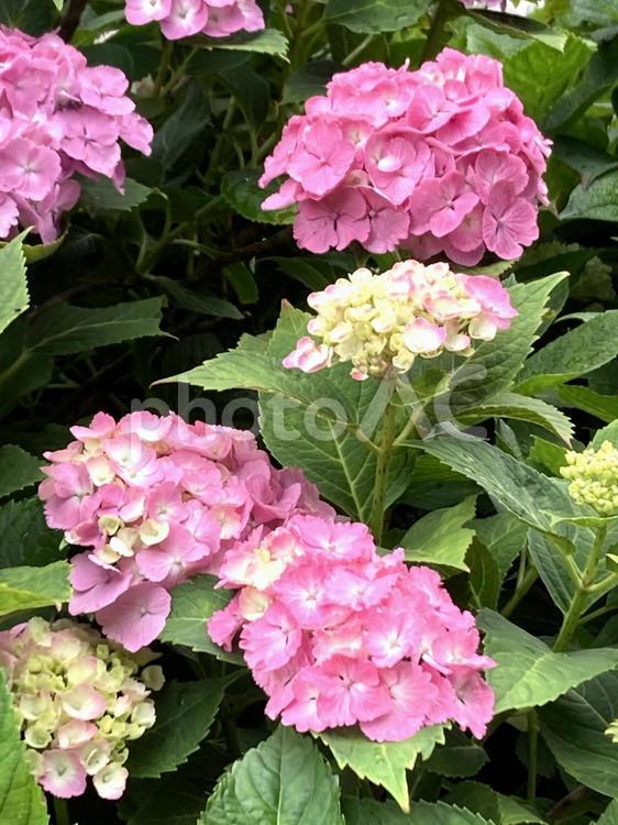 ピンクの美しい紫陽花　アップ あじさい,ピンク,複数の写真素材