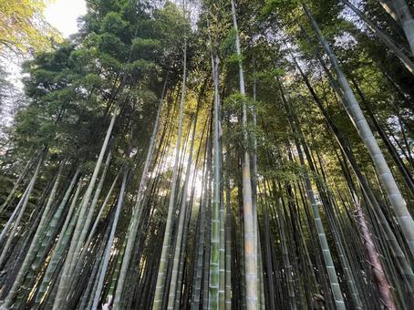 偕楽園 偕楽園,日本三大庭園,水戸の写真素材