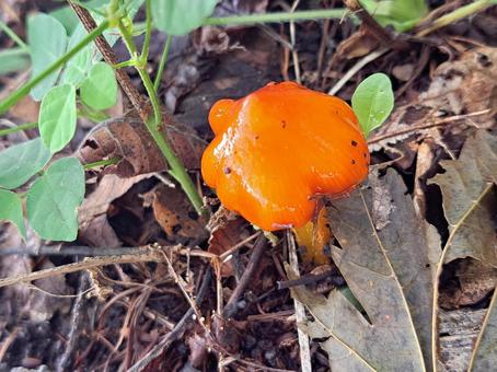 オレンジキノコ2 オレンジキノコ2 秋,農村,農家の写真素材