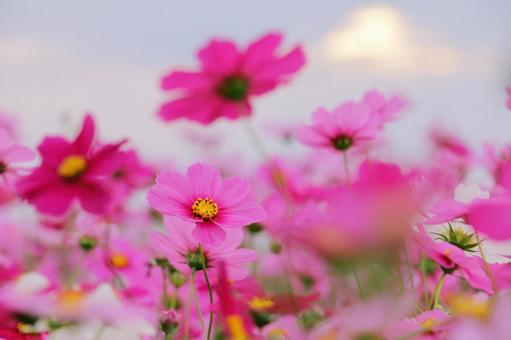 コスモス 秋の花 コスモス 秋の花の写真