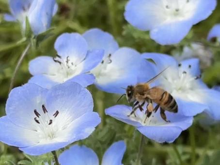 Nemophila and bees, JPG Nemophila and bees, JPG