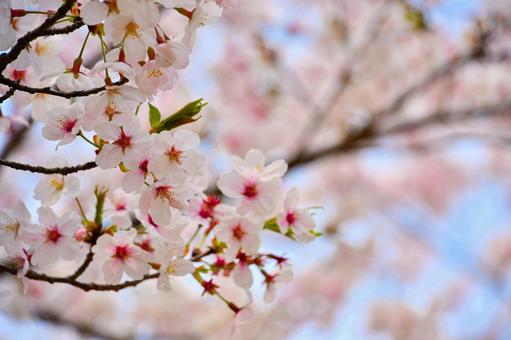 桜のイメージ② 桜のイメージ②の写真