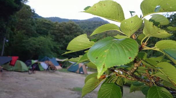 自然生活 自然生活の写真