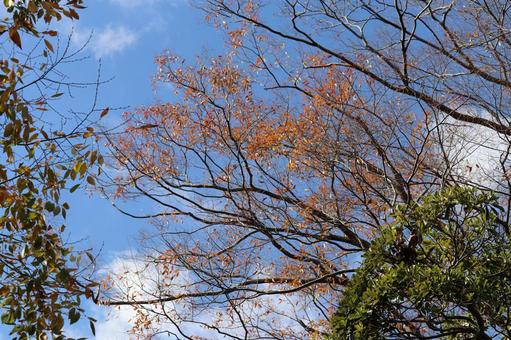 木々の道で見上げた空 木々の道で見上げた空の写真