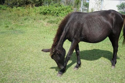 都井岬の黒毛馬 都井岬の黒毛馬の写真