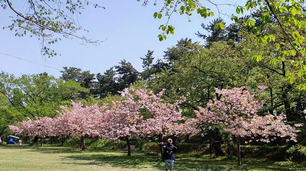 弘前公園の桜3 弘前公園の桜3の写真