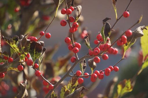 赤い実 赤い実 赤い実,実,秋の写真素材