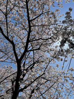 桜と青空 桜と青空の写真