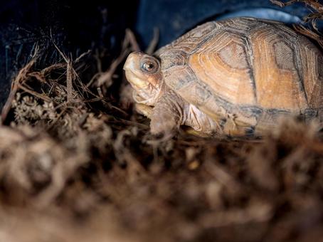 ミツユビハコガメのアップ ミツユビハコガメのアップの写真