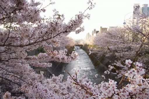 桜と水路 桜と水路の写真