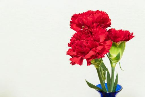 カーネーション 花,母の日,植物の写真素材
