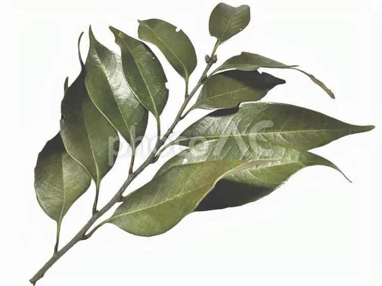 葉の付いた小枝 枝,葉,樹木の写真素材