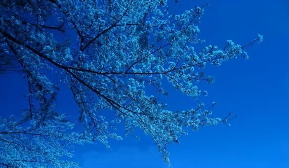 Photo, april, cherry blossoms, petal, 