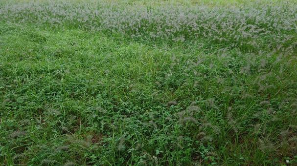 ヌカカゼグサ ヌカカゼグサの写真