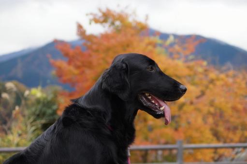 紅葉と黒犬 紅葉と黒犬の写真
