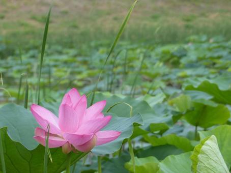 蓮の花0719c 蓮の花0719c 自然,風景,蓮の花の写真素材
