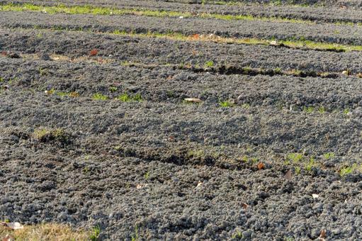 Scenery of furrows and new shoots in a winter field, field, soil, mu, JPG