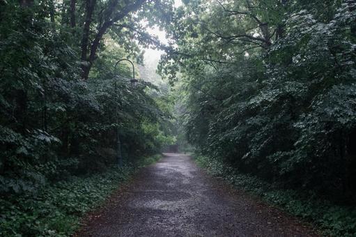 雨に濡れた森の遊歩道 雨に濡れた森の遊歩道 森,雨,雨季の写真素材