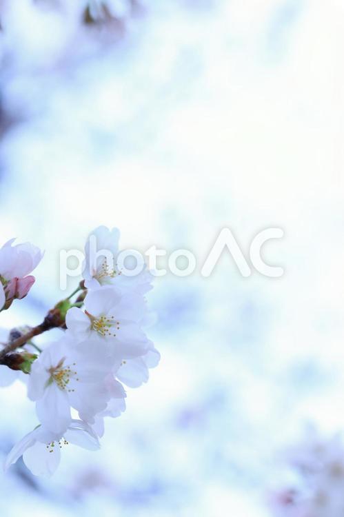 桜　さくら 桜,さくら,サクラの写真素材