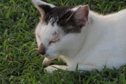 公園ネコ 沖縄県 那覇市 公園ネコ 沖縄県 那覇市 ねこ,ネコ,猫の写真素材