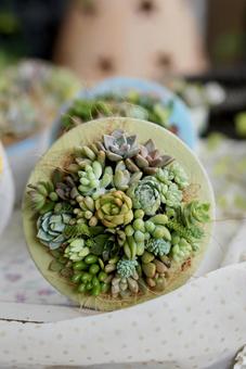 succulent plants succulent plants