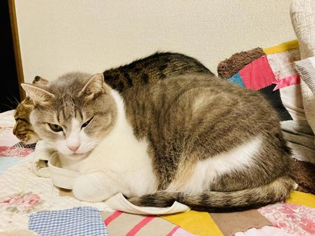 ウインクしている猫 猫,飼い猫,ウインクの写真素材