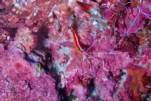 沖縄・石垣島 アカスジモエビ 沖縄・石垣島 アカスジモエビの写真