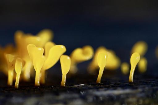 Bamboo shoot, mushroom, yellow, moisture, JPG