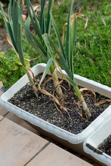 プランターで育つ葉物野菜 植物,葉,緑の写真素材