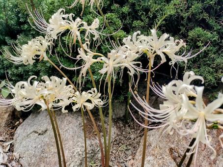 White spider lily, JPG White spider lily, JPG