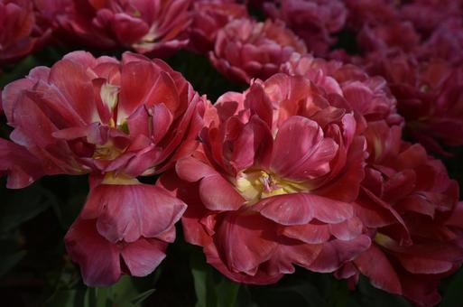 hydrangea20 hydrangea20の写真