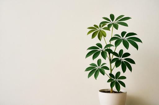 【観葉植物】シェフレラと白い壁3 【観葉植物】シェフレラと白い壁3の写真