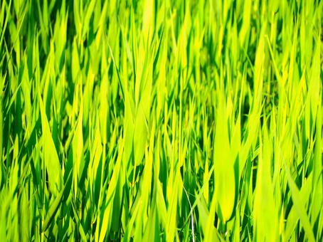 新緑グリーン牧草地 草 バックグラウンド 牧草,大草原,草原の写真素材