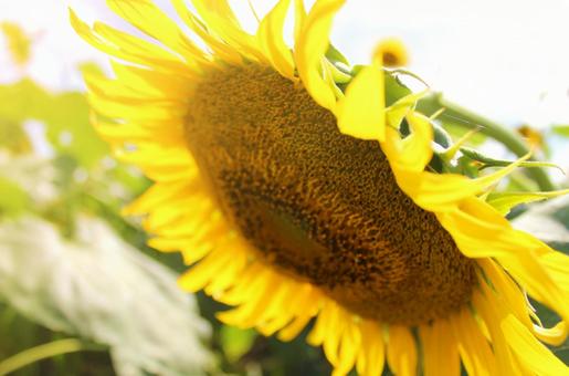 ひまわりのアップ 夏 ひまわりのアップ 夏の写真
