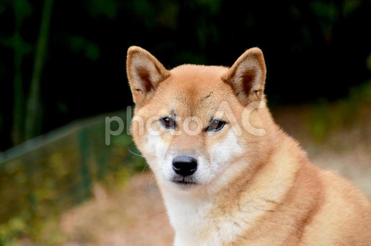 柴犬・カメラ目線 柴犬,柴,犬の写真素材