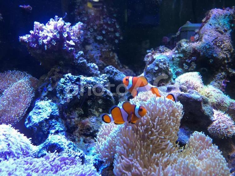 カクレクマノミと海底の珊瑚礁 カクレクマノミ,クマノミ,ニモの写真素材