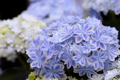 紫陽花の花-18の写真