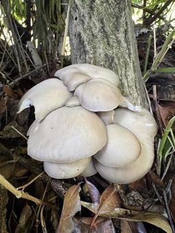 平茸（栽培） 平茸,ヒラタケ,きのこの写真素材