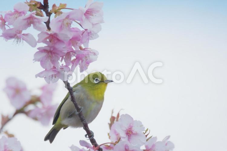 遠くを見つめるめじろ 鳥,めじろ,メジロの写真素材