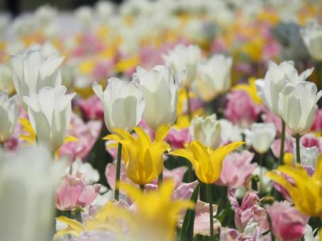 Photo, tulip, lare, spring, 