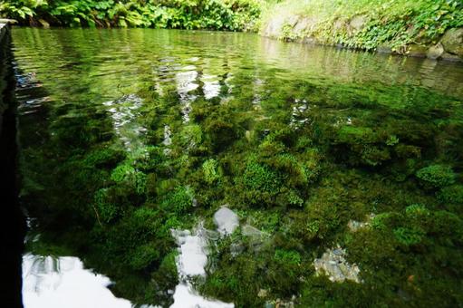 熊本 白川水源の湧き水1 熊本 白川水源の湧き水1 白川水源,湧き水,ミネラルウォーターの写真素材
