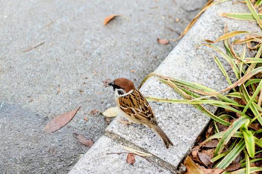 雀 雀 すずめ,スズメ,鳥の写真素材